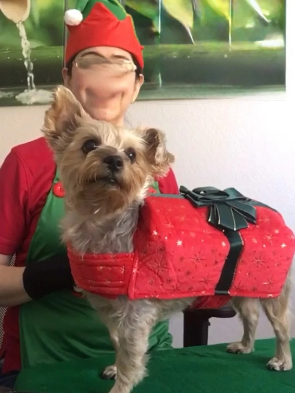 Holiday Red and Green Dog Costume - Festive Pet Outfit